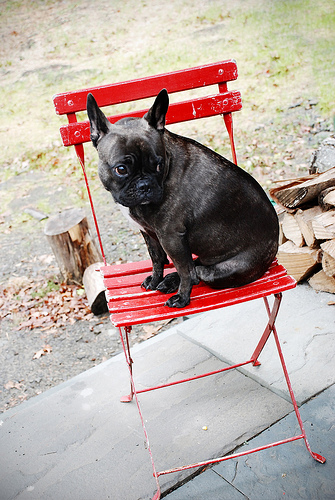 La nostra passione per il Bouledogue Francese