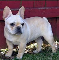 Bouledogue Francese che gioca in giardino