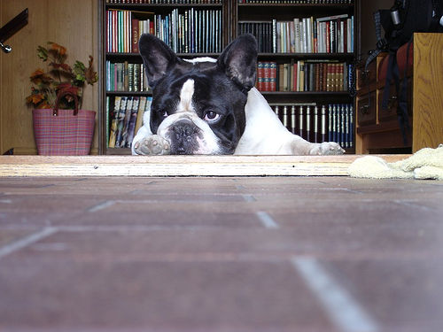 Bouledogue Francese in relax