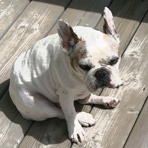 Bouledogue Francese ritratto