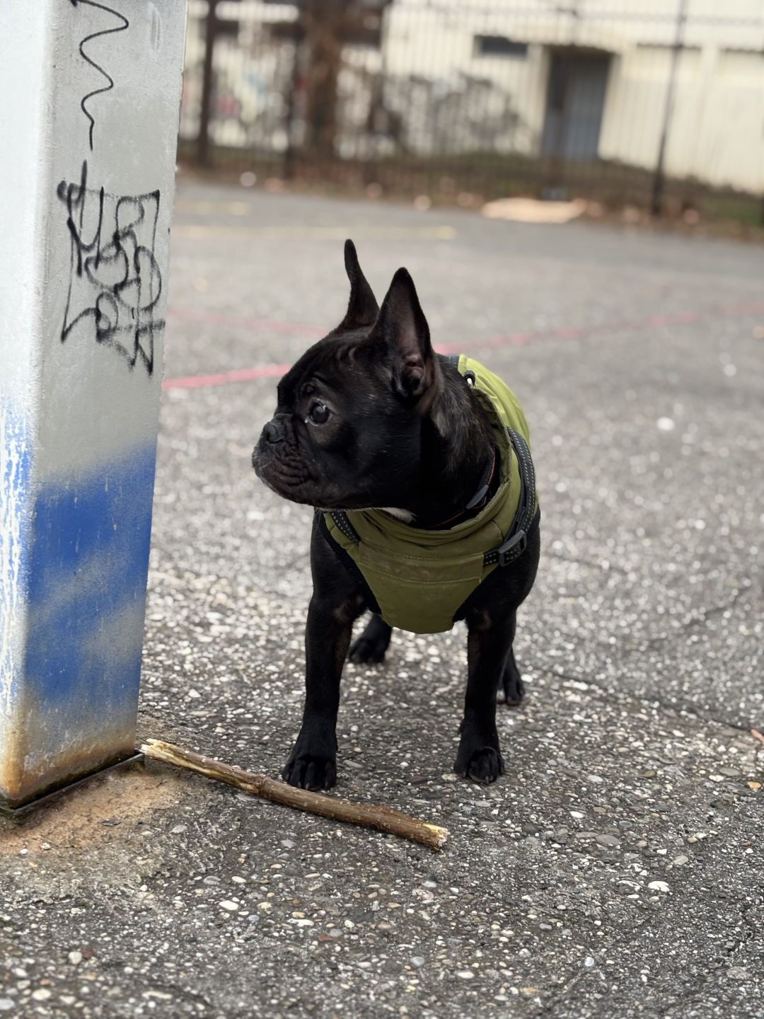 Bouledogue Francese dell'allevamento Boule is Better