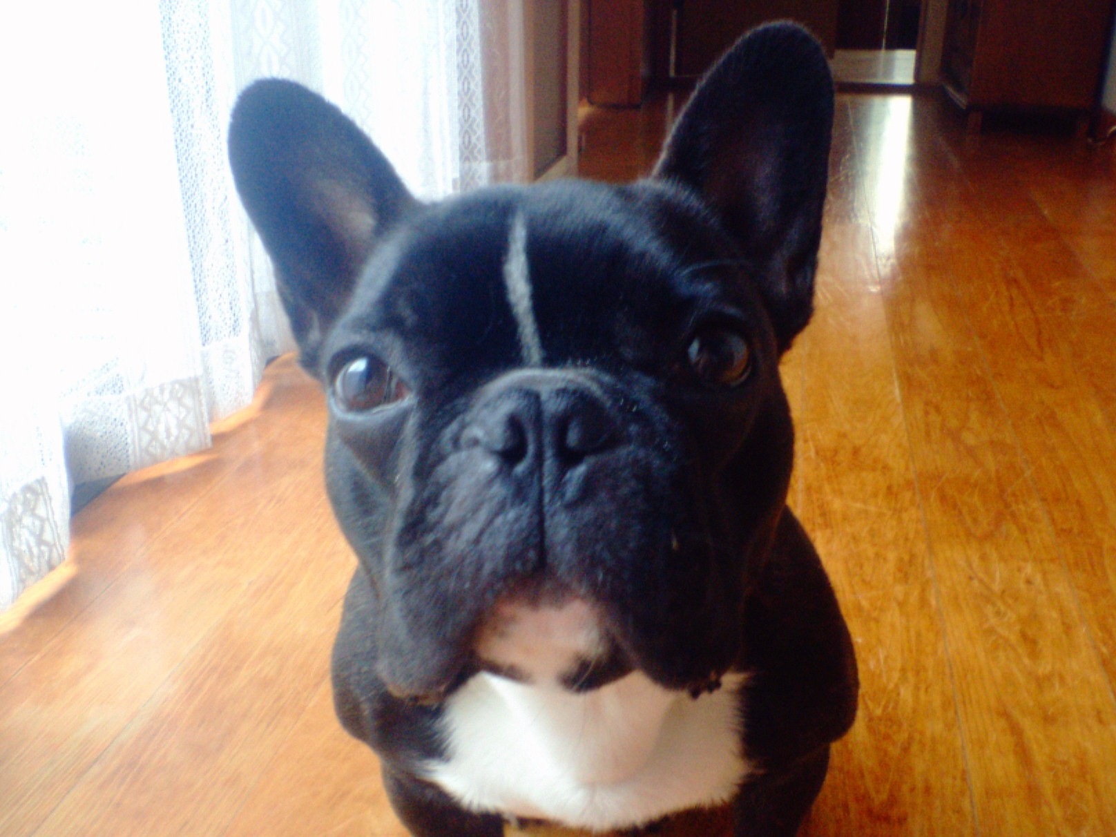 Cucciolo di Bouledogue Francese fulvo disponibile