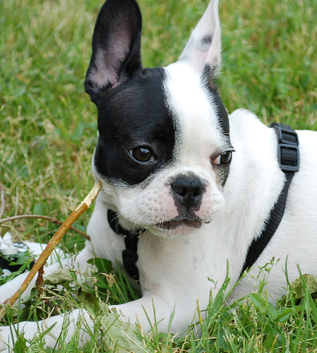Cucciola di Bouledogue Francese tigrata disponibile