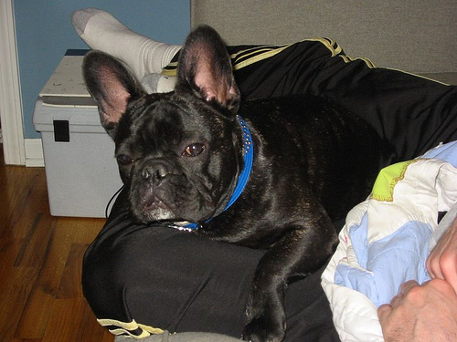 Cucciolo di Bouledogue Francese crema riservato